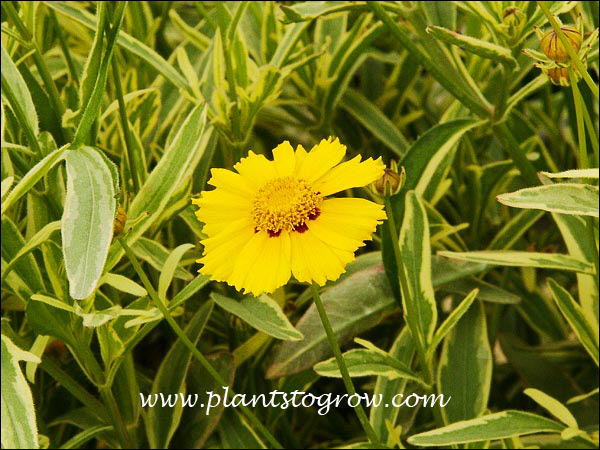 Yellow flowers and variegated foliage
